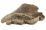 Fossil Dinosaur Bone - South Dakota #192691-2